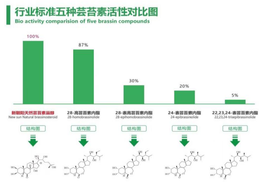 小麥拌種選新朝陽天然蕓苔素，讓小麥高產(chǎn)贏在起跑線上！（小麥在什么時(shí)候用蕓苔素效果最佳）