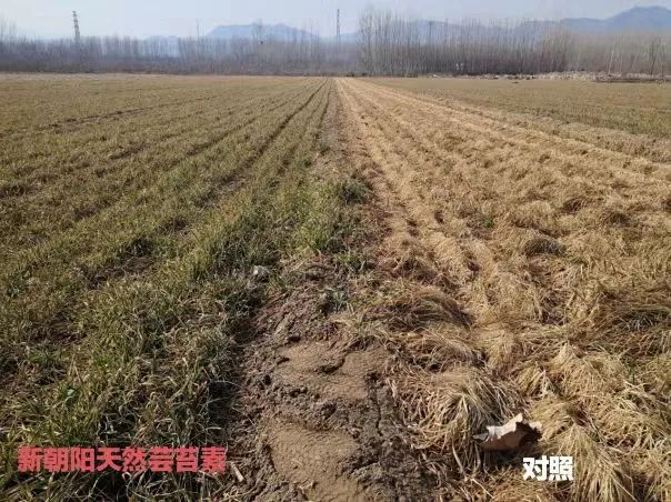 小麥拌種選新朝陽天然蕓苔素，讓小麥高產(chǎn)贏在起跑線上！（小麥在什么時(shí)候用蕓苔素效果最佳）