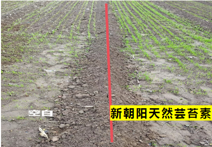 小麥拌種選新朝陽天然蕓苔素，讓小麥高產(chǎn)贏在起跑線上！（小麥在什么時(shí)候用蕓苔素效果最佳）